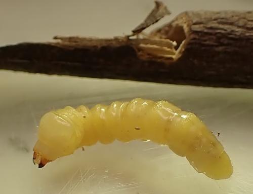 Réf. 341 759 : Niphona picticornis